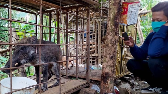 Ilustrasi babi hutan. Foto: Sumarwoto/ANTARA