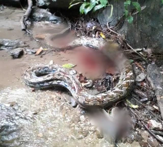 Ular Piton yang tewaskan siswa di Kabupaten Bombana, usai dipotong oleh warga. Foto: Istimewa.