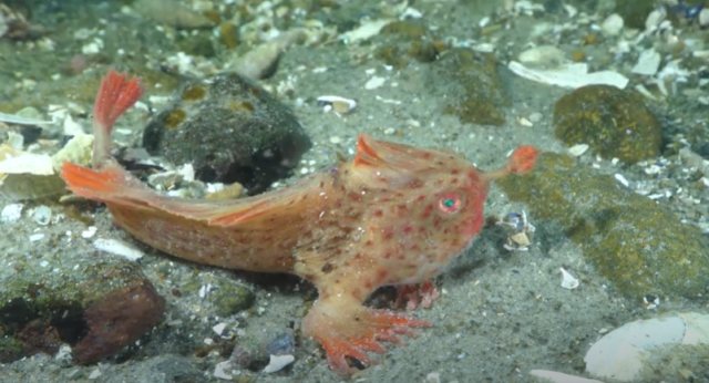 Red handfish. Foto: Capture youtube IMAS - Institute for Marine and Antarctic Studies