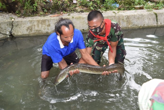 Satgas Yonif RK 732/Banau lestarikan belut morea. Foto: Pendam Pattimura