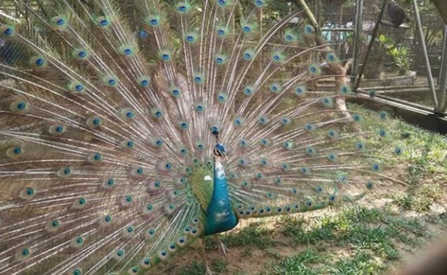Satwa di Kebun Binatang Taman Rimba Jambi. (Foto: ist)