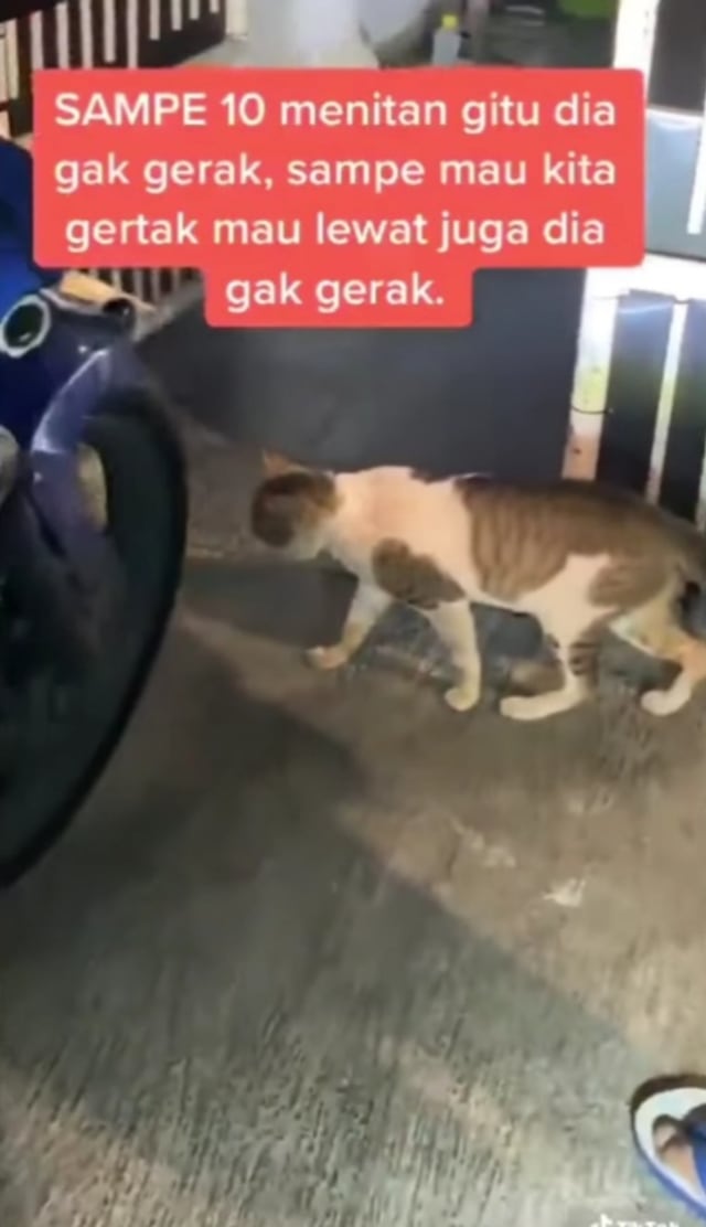 Viral, kucing tak bergerak bak seperti patung saat diusir warga. (Foto: Instagram/Tangkapan Layar @makassar_iinfo).