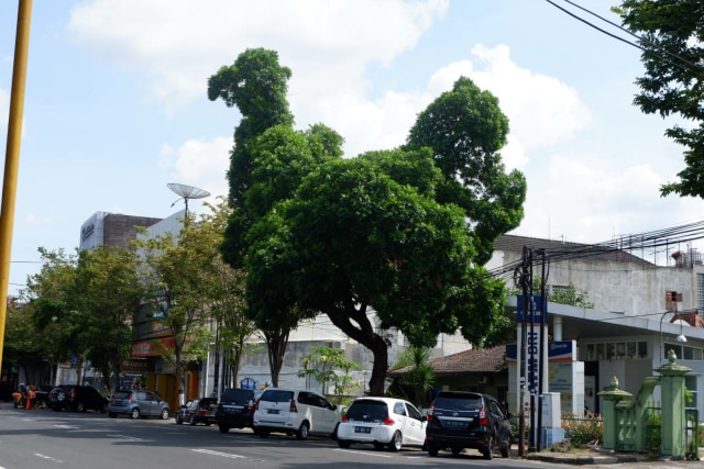 Sebuah pohon di Jalan Urip Sumoharjo, Kelurahan Klitren, Kecamatan Gondokusuman, Kota Yogyakarta berbentuk mirip ayam. Foto: Arfiansyah Panji Purnandaru/kumparan