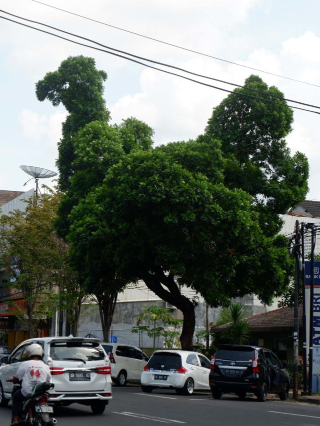Sebuah pohon di Jalan Urip Sumoharjo, Kelurahan Klitren, Kecamatan Gondokusuman, Kota Yogyakarta berbentuk mirip ayam. Foto: Arfiansyah Panji Purnandaru/kumparan