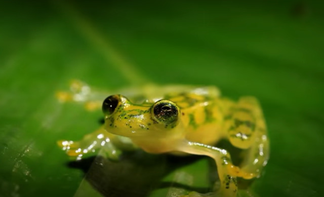 Glass frog. Foto: Capture Youtube National Geographic