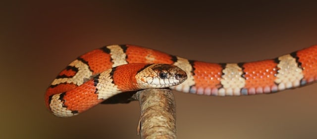 Ular. Foto: sipa from Pixabay
