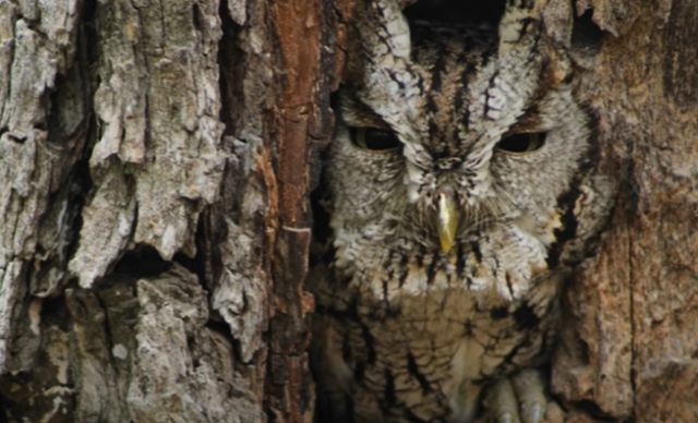 The Eastern screech owl. Foto: Capture Youtube Cornell Lab of Ornithology