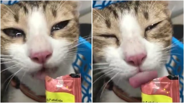 Foto. Dok. Twitter.com/@twitkocheng