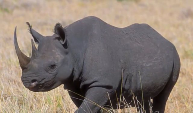 West African Black Rhinoceros. Foto: Capture Youtube Happy Puppy