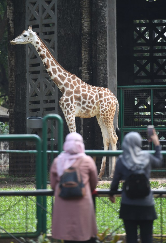 Pengunjung berinteraksi dengan satwa saat berkunjung di Taman Margasatwa Ragunan (TMR), Jakarta, Sabtu (20/6). Foto: Akbar Nugroho Gumay/Antara Foto