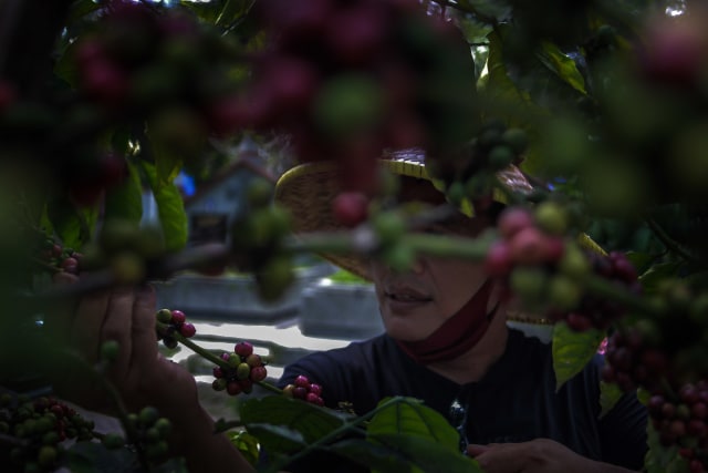Pengelola perkebunan kopi di TPU Sukun Nasrani melakukan pemetikan biji merah.
