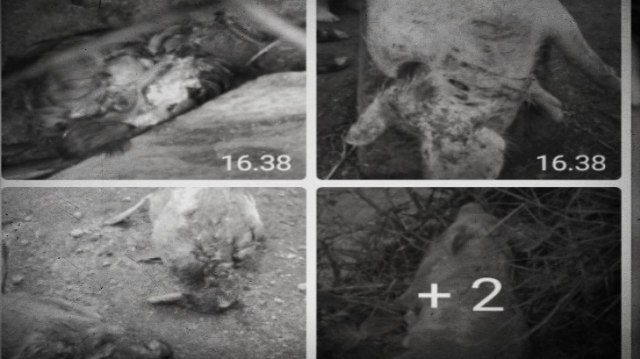 Palasik ternak di Tapanuli Utara. Foto: Dok. ANTARANEWS 