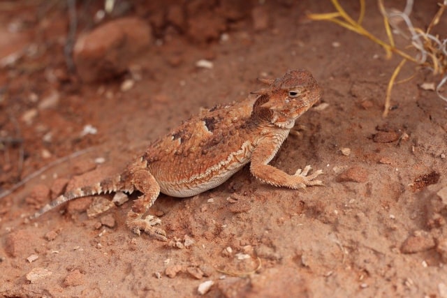 Horned Lizard. Foto:elliepeek from Pixabay