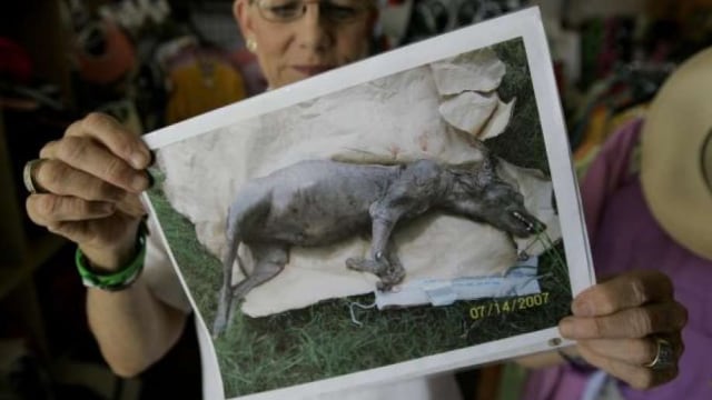 Ilustrasi Chupacabra. Foto: Eric Gay/AP Photo