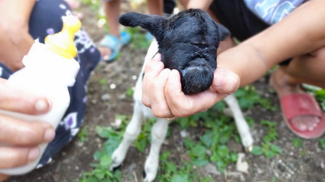 Kambing bermata satu di Sumedang, Jawa Barat. 
 Foto: Dok. Istimewa