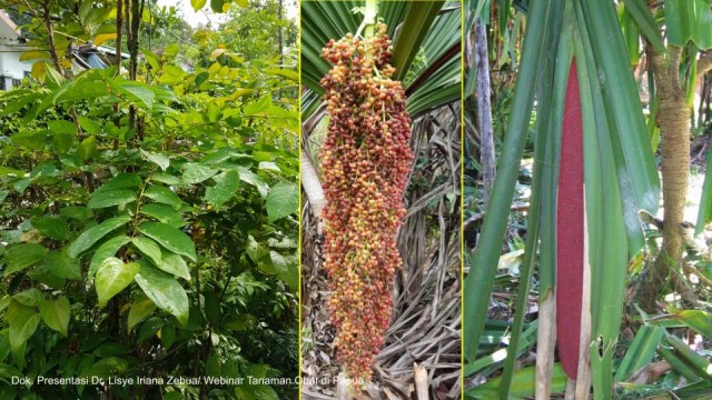 Daun Sampare, Pandan Anggur Papua, dan Buah Merah (Yayasan EcoNusa/Lisye Iriana Zebua)