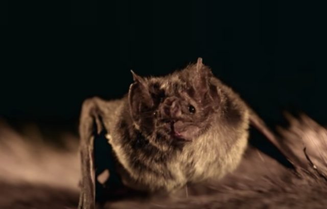 Vampire bat. Foto: Capture Youtube Smithsonian Channel