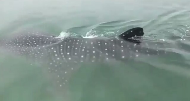 Pemerintah Ingatkan Masyarakat Hindari Perlakuan Tak Patut ke Hiu Paus