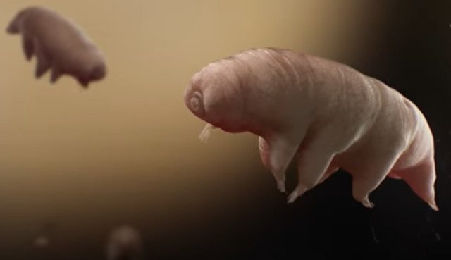 Tardigrade. Foto: Capture Youtube Animalogic