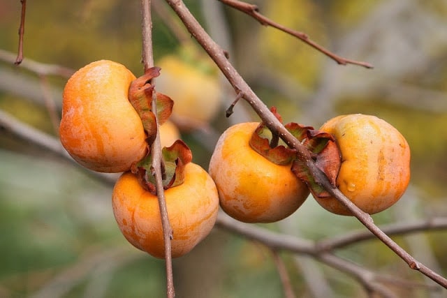 Buah kesemek siap dipanen. Foto: Bibliotika