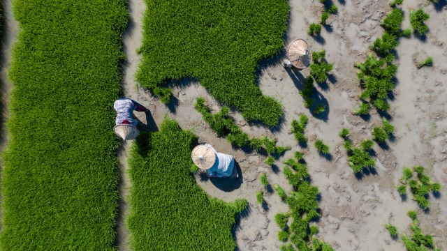 Petani di Aceh Besar saat mencabut benih padi untuk ditanami di area persawahan. Foto: Abdul Hadi/acehkini