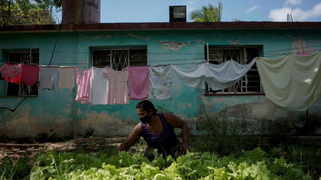 Warga sedang mengurus tanaman selada di halaman rumahnya di Havana, Kuba. Foto: Alexandre Meneghini/Reuters