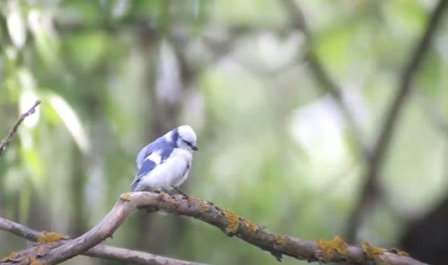 Azure Tit. Foto: Capture Youtube ECOTOURS Wildlife Holidays