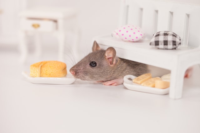Ilustrasi Tikus di Rumah Foto: Dok. Shutterstock