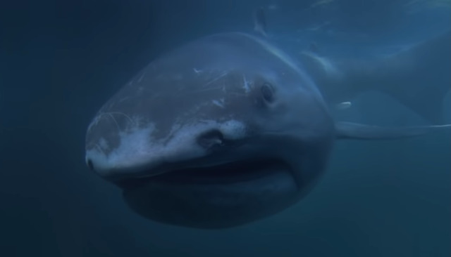 Hiu megamouth. Foto: YouTube/Discovery