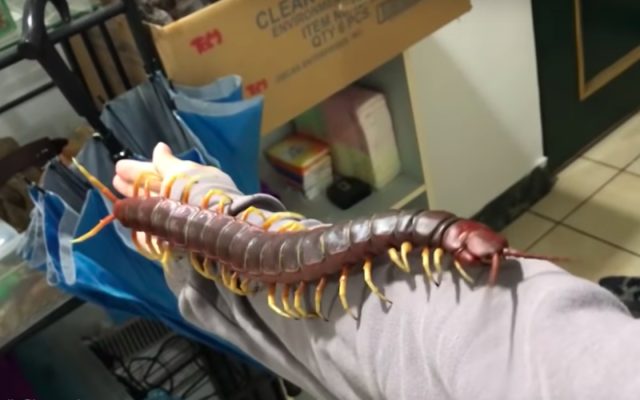 Ilustrasi kelabang raksasa. (Foto: Neil Cheng Le)