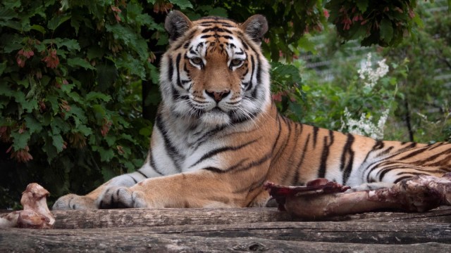 Harimau Siberia. Foto: JOE KLAMAR/AFP