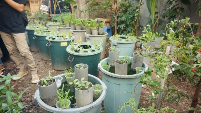 Beberapa tanaman Budidamber milik Juli Nursandi saat dikunjungi Lampung Geh, Minggu (5/7) | Foto: Dimas Prasetyo/Lampung Geh