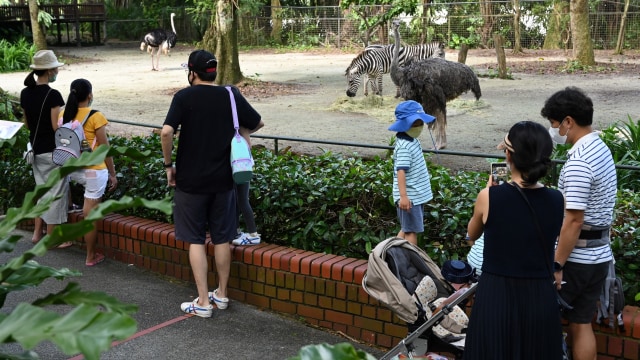 Pengunjung melihat koleksi binatang dengan menerapkan jaga jarak sosial (social distancing) di Kebun Binatang Singapura, Singapura, Senin (6/7).  Foto: Roslan RAHMAN / AFP
