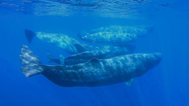Ilustrasi paus sperma berenang di laut. Foto: MuMa Museo del Mare di Milazzo/Handout via REUTERS