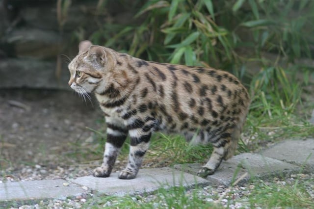 Felis nigripes. Foto: Wikimedia Commons