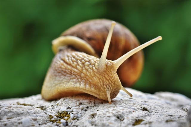 Siput. Foto: Capri23auto from Pixabay