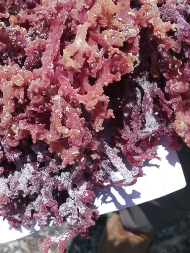 Peneliti IPB University Lakukan Riset untuk Pertahankan Warna Merah Pada Rumput Laut Kering di Lokasi yang Minim Listrik