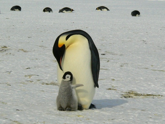 Penguin Kaisar. Foto: MemoryCatcher from Pixabay