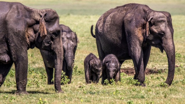 Dua bayi gajah kembar berjalan di antara kawanan gajah di Taman Nasional Minneriya, Sri Lanka, Rabu (8/7). Foto: AFP
