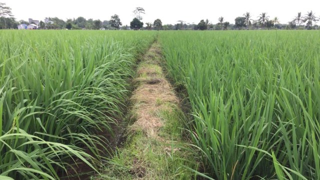 Lokasi program Lumbung Pangan Nasional di Kabupaten Pulang Pisau, Kalimantan Tengah. Foto: Rafyq Panjaitan/kumparan
