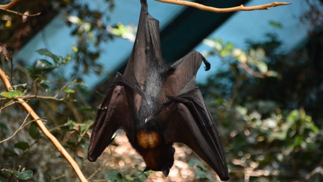 Ilustrasi kelelawar. Foto: needpix
