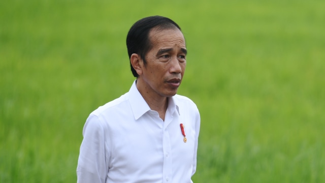 Presiden Joko Widodo meninjau lahan yang akan dijadikan Food Estate atau lumbung pangan baru di Pulang Pisau, Kalteng. Foto: Hafidz Mubarak A/ANTARA FOTO