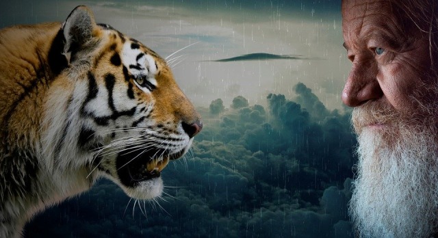 Ilustrasi macan, dok: pixabay