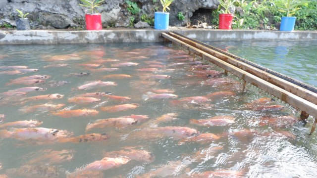 Irigasi Kali Gajah Wong atau biasa disebut Bendhung Lepen di Kampung Mrican, Kelurahan Giwangan, Kecamatan Umbulharjo, Kota Yogyakarta. Foto: Arfiansyah Panji Purnandaru/kumparan