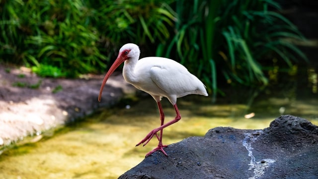 Foto: Ibis Putih Australia | Pixabay/Icewall42