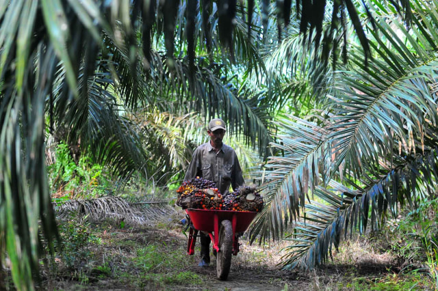 Pekerja mengangkut tandan buah segar (TBS) kelapa sawit di Muara Sabak Barat, Tajungjabung Timur, Jambi. Foto: Wahdi Septiawan/ANTARA FOTO