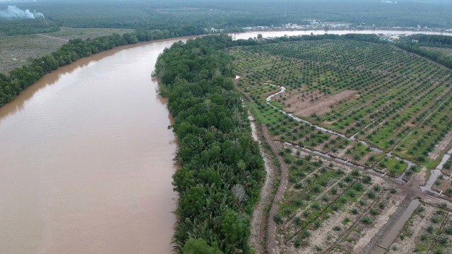 Foto udara kondisi tutupan hutan mangrove di kawasan penyangga Cagar Alam Hutan Bakau Pantai Timur Sumatera yang sebagiannya telah beralih fungsi. Foto: Wahdi Septiawan/ANTARA FOTO
