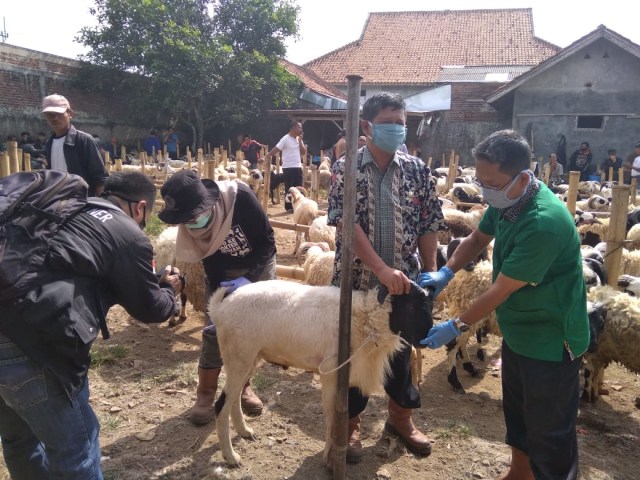 Petugas Dinas Peternakan Kabupaten Kuningan secara teliti memeriksa kesehatan setiap hewan ternak yang diperjualbelikan. (Ciremaitoday)