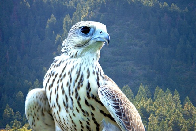 Gyrfalcon atau Elang Gyr | Gambar oleh skeeze dari Pixabay