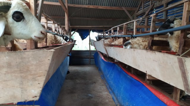 Suasana kandang kambing Kelompok Ternak 'Tunggal Jagad, di Desa Ngampal Kecamatan Sumberrejo Kabupaten Bojonegoro. Minggu (12/07/2020)